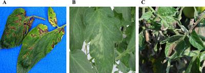 Revolutionizing tomato disease detection in complex environments